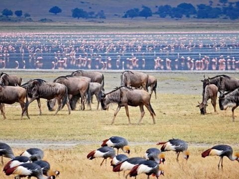 Lake Manyara National Park