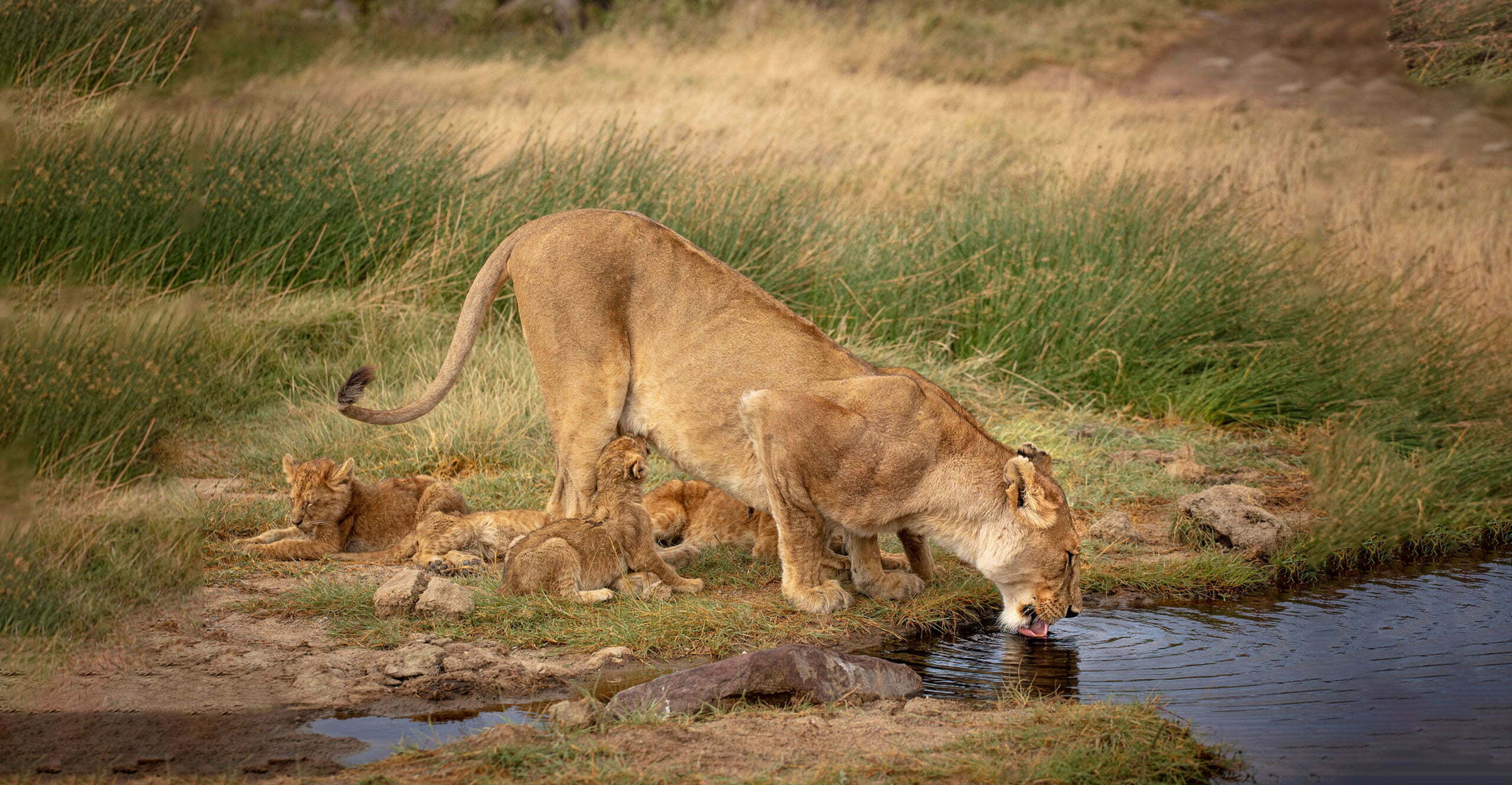lioness drinking water African Traits