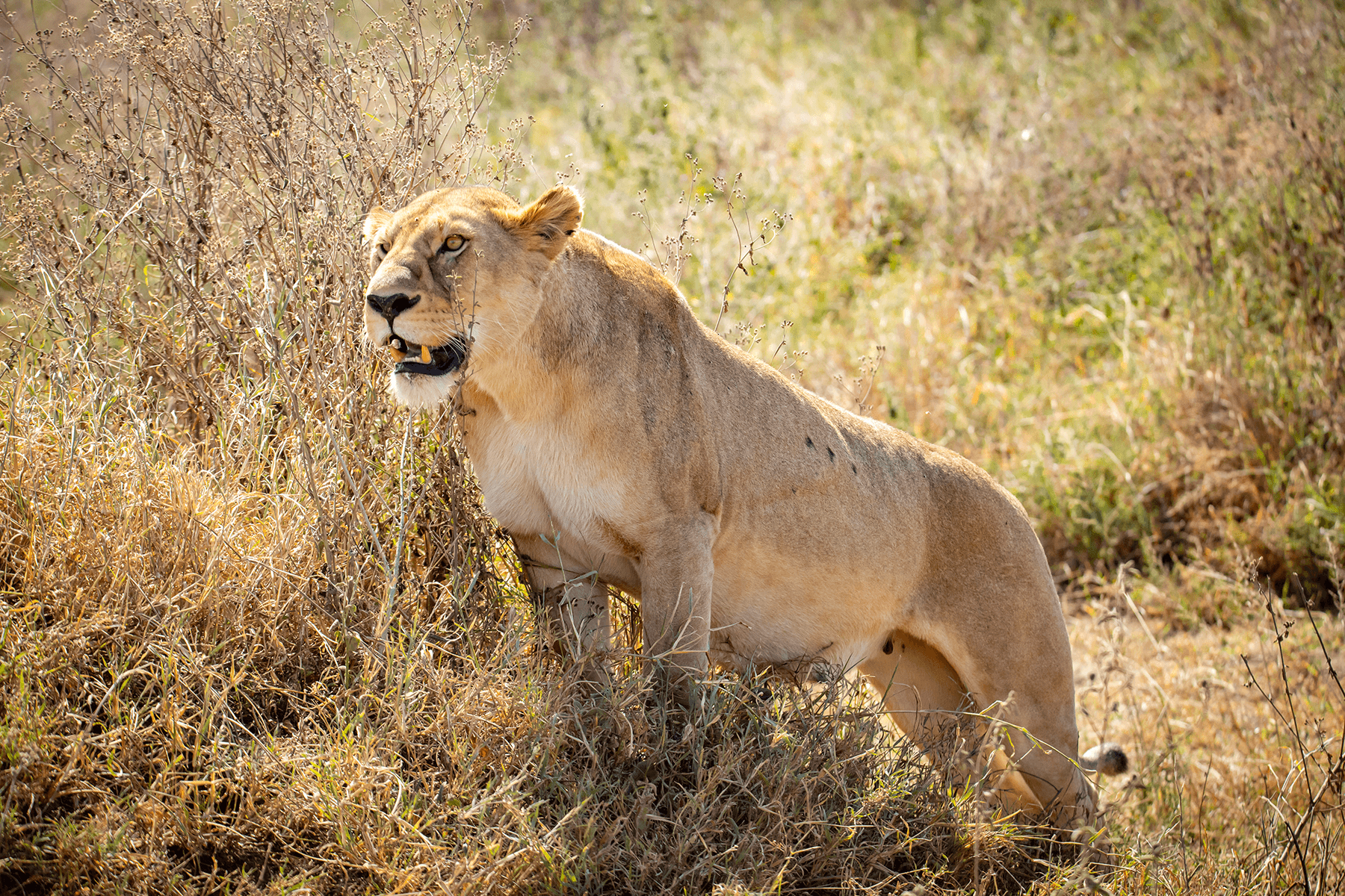 Lioness hunting