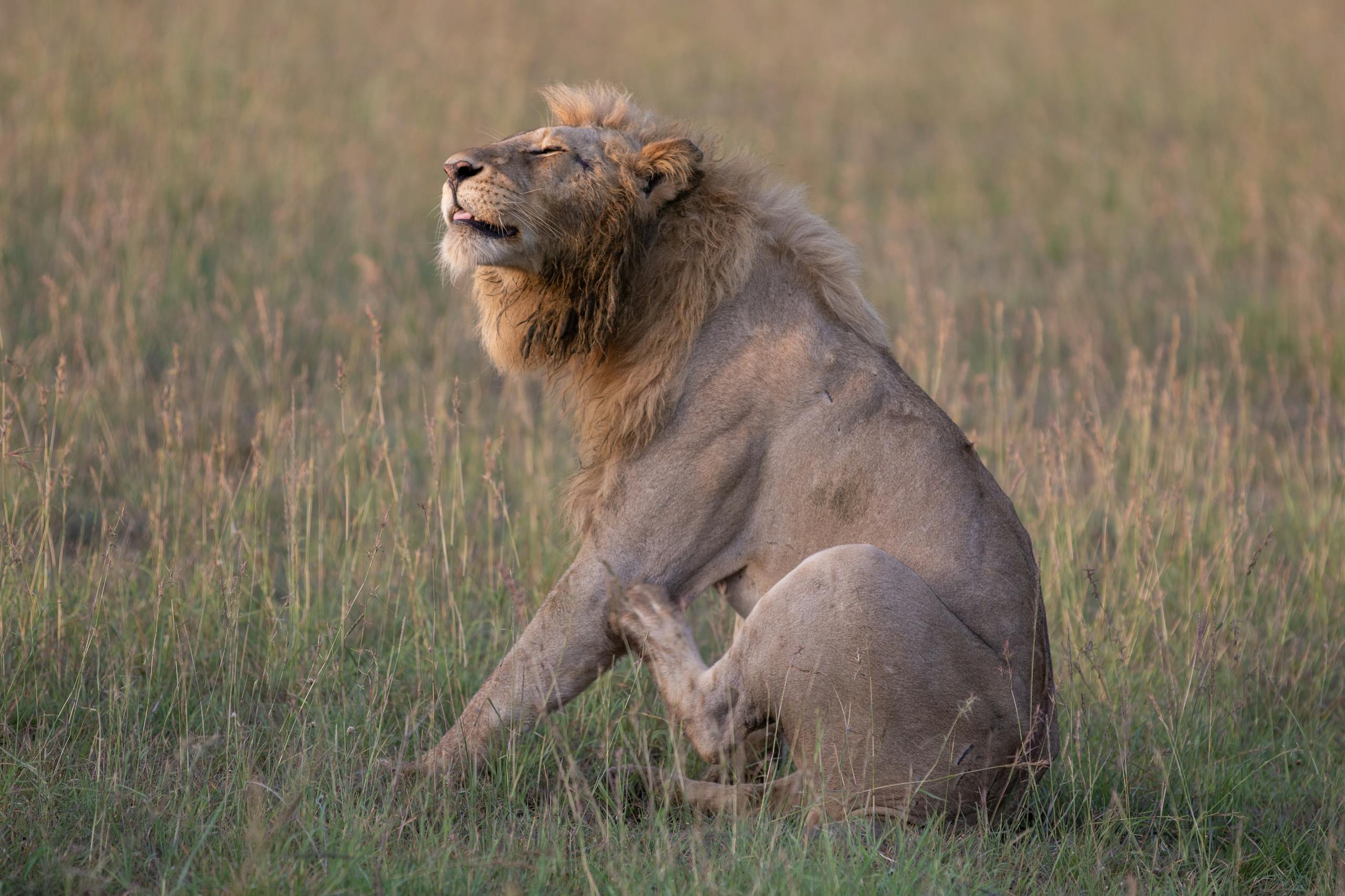 Lion while Scratching