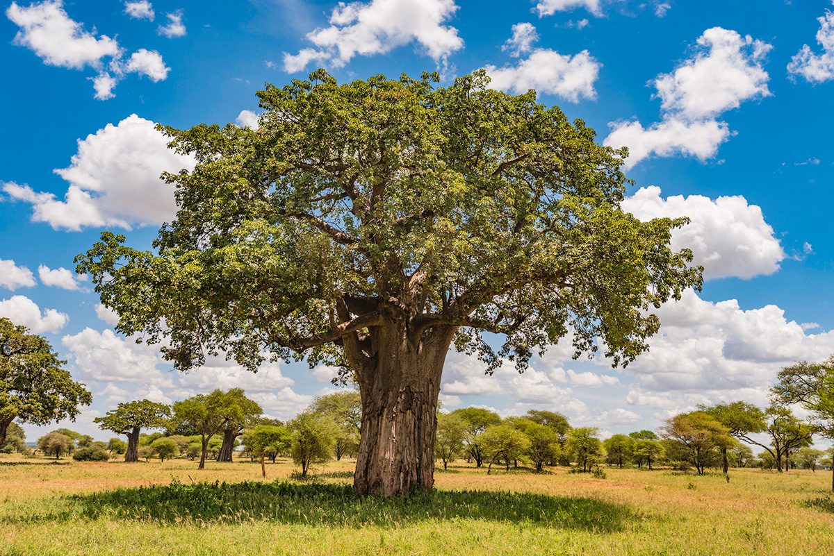Baobao tree tarangire